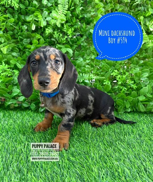 $2295 – Miniature Dachshund – Silver Dapple Boy  (Litter 2). I am now in store at Puppy Palace Pet Shop, 64 Burchill St, Loganholme, Brisbane