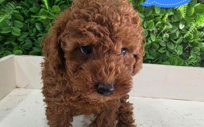 $2295 – Toy Poodle – Red Boy. Litter 2. I now in store at Puppy Palace Pet Shop, 64 Burchill St, Loganholme, Brisbane.