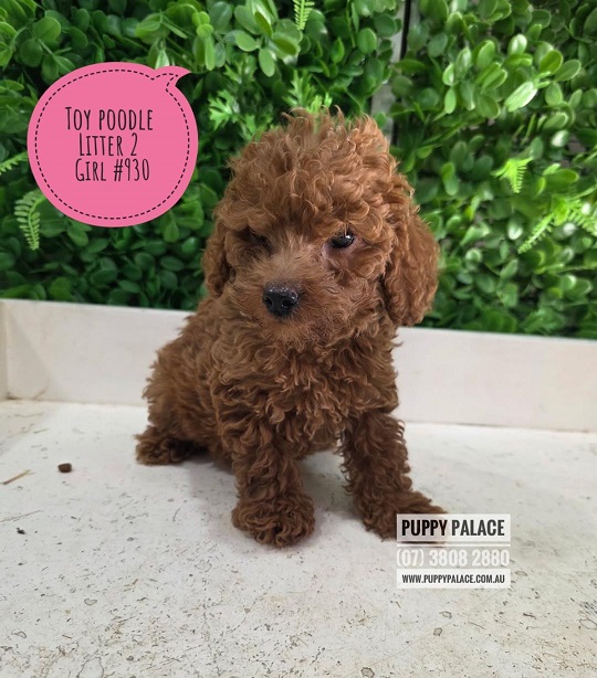 Toy Poodle – Red Girl. Litter 2. You can view me in store now, however. I am not available to go home until 14th January at Puppy Palace Pet Shop, 64 Burchill St, Loganholme, Brisbane.