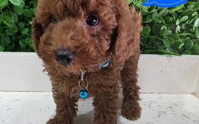$2495 – Toy Poodle – Red Boy. Litter 1. I am in store and available to go home now. At Puppy Palace Pet Shop, 64 Burchill St, Loganholme, Brisbane.
