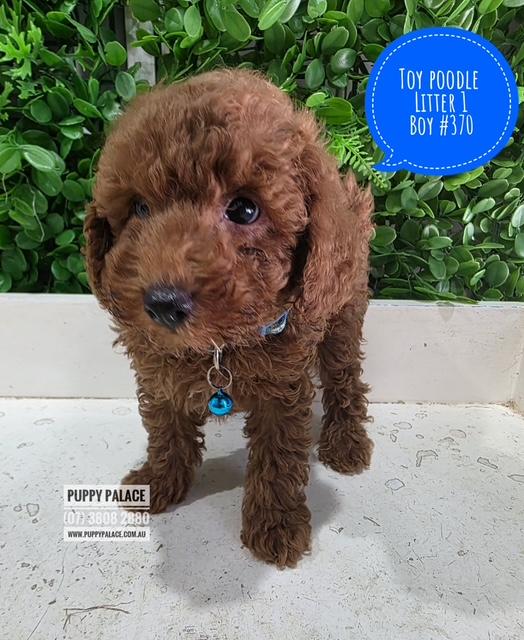 $2495 – Toy Poodle – Red Boy. Litter 1. I am in store and available to go home now. At Puppy Palace Pet Shop, 64 Burchill St, Loganholme, Brisbane.