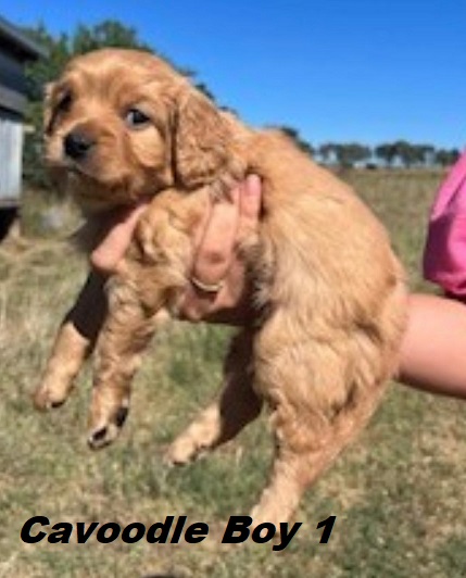 Cavoodle / Cavapoo  (2nd Generation) – Red Boy. I am arriving into store and available to go home on the 22th January.  I WILL BE IN STORE AT 64 Burchill St, Loganholme, Brisbane