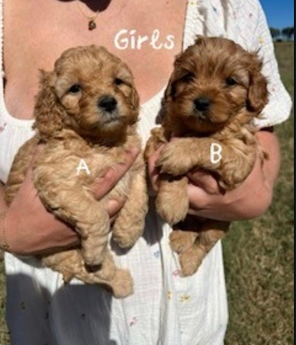 Cavoodle / Cavapoo  (2nd Generation) – Red Girls. We are arriving into store and available to go home on the 22th January.  WE WILL BE IN STORE AT 64 Burchill St, Loganholme, Brisbane