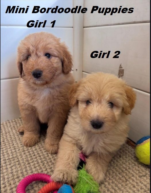 Mini Bordoodle (Border Collie X Gold Mini Poodle) – Girls. We will be in store & available to go home on 21st January. At Puppy Palace.