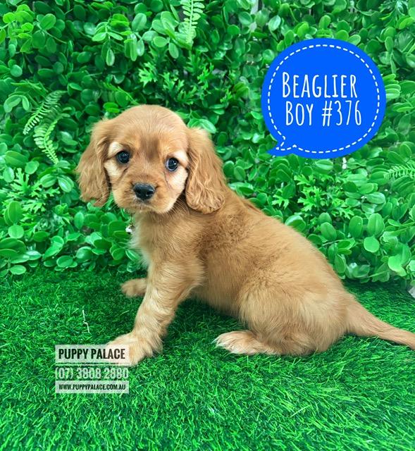 $2395 – Beaglier (Beagle X Cavalier) – Boy. I am now in store at Puppy Palace Pet Shop, 64 Burchill St, Loganholme, Brisbane