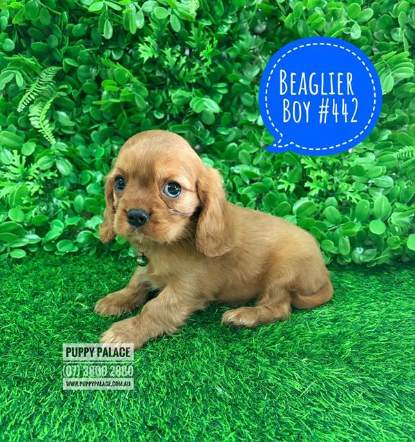 Beaglier (Beagle X Cavalier) – Boy.  I am now in store at Puppy Palace Pet Shop, 64 Burchill St, Loganholme, Brisbane