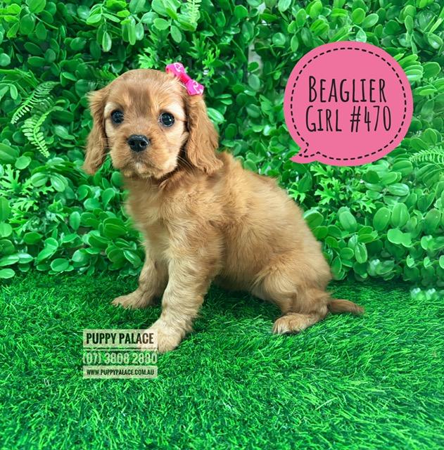 Beaglier (Beagle X Cavalier) – Girl. I am now in store at Puppy Palace Pet Shop, 64 Burchill St, Loganholme, Brisbane