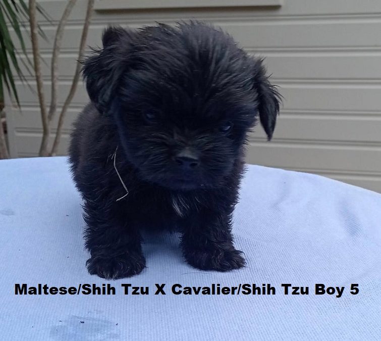Maltese/Shih Tzu X Cavalier/Shih Tzu – Boy.  I am arriving into store and available to go home on the 19th February. I will be in store at 64 Burchill St, Loganholme, Brisbane