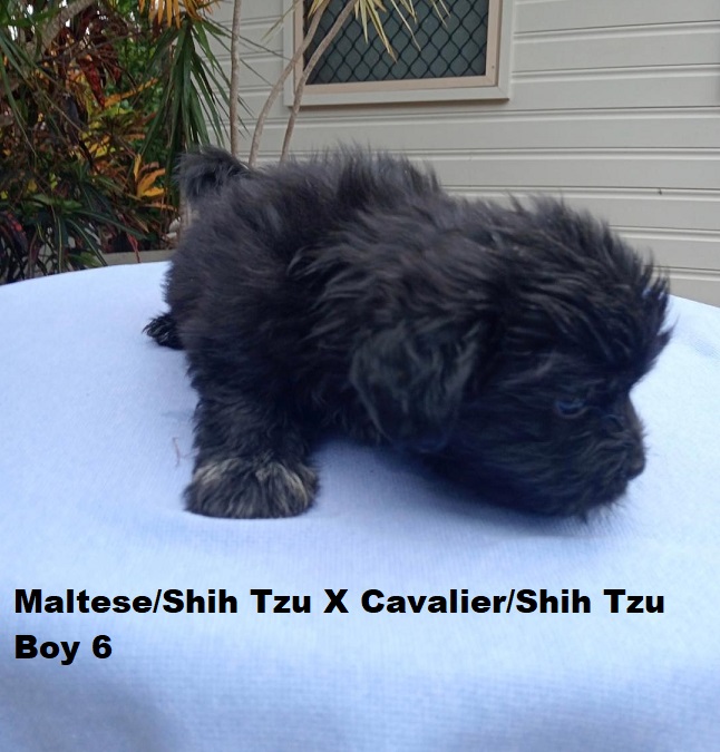 Maltese/Shih Tzu X Cavalier/Shih Tzu – Boy.  I am arriving into store and available to go home on the 19th February. I will be in store at 64 Burchill St, Loganholme, Brisbane