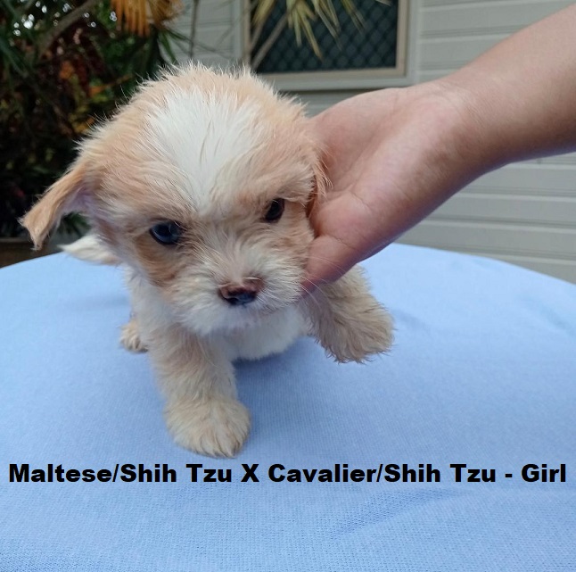 Maltese/Shih Tzu X Cavalier/Shih Tzu – Girl.  I am arriving into store and available to go home on the 19th February. I will be in store at 64 Burchill St, Loganholme, Brisbane