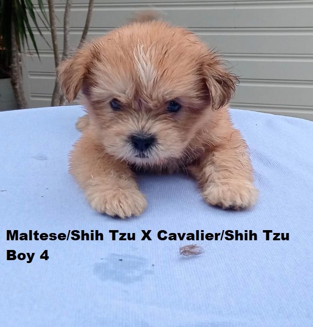 Maltese/Shih Tzu X Cavalier/Shih Tzu – Boy.  I am arriving into store and available to go home on the 19th February. I will be in store at 64 Burchill St, Loganholme, Brisbane