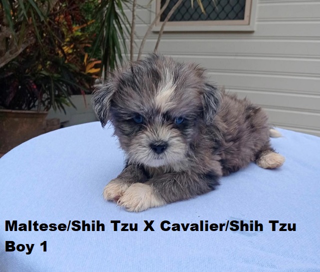 Maltese/Shih Tzu X Cavalier/Shih Tzu – Boy.  I am arriving into store and available to go home on the 19th February. I will be in store at 64 Burchill St, Loganholme, Brisbane