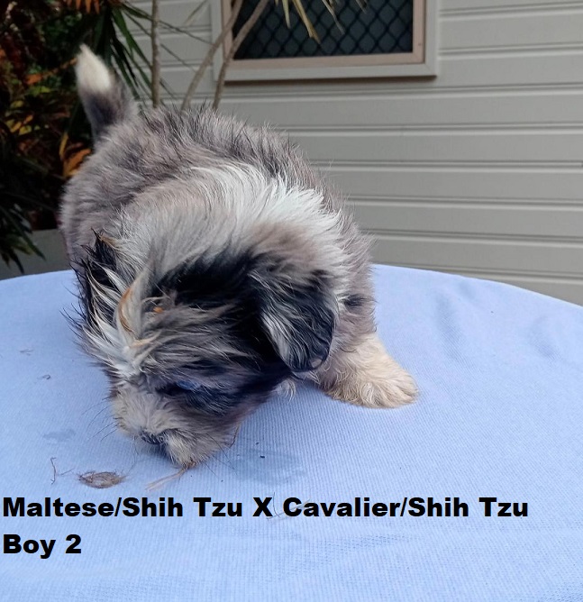 Maltese/Shih Tzu X Cavalier/Shih Tzu – Boy.  I am arriving into store and available to go home on the 19th February. I will be in store at 64 Burchill St, Loganholme, Brisbane