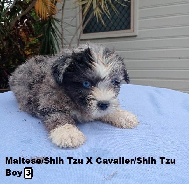 Maltese/Shih Tzu X Cavalier/Shih Tzu – Boy.  I am arriving into store and available to go home on the 19th February. I will be in store at 64 Burchill St, Loganholme, Brisbane