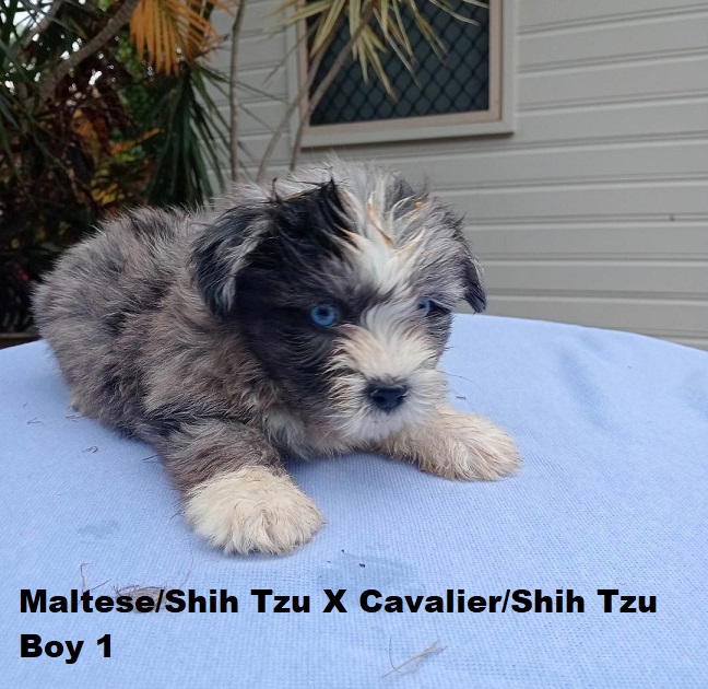 Maltese/Shih Tzu X Cavalier/Shih Tzu – Boy.  I am arriving into store and available to go home on the 19th February. I will be in store at 64 Burchill St, Loganholme, Brisbane