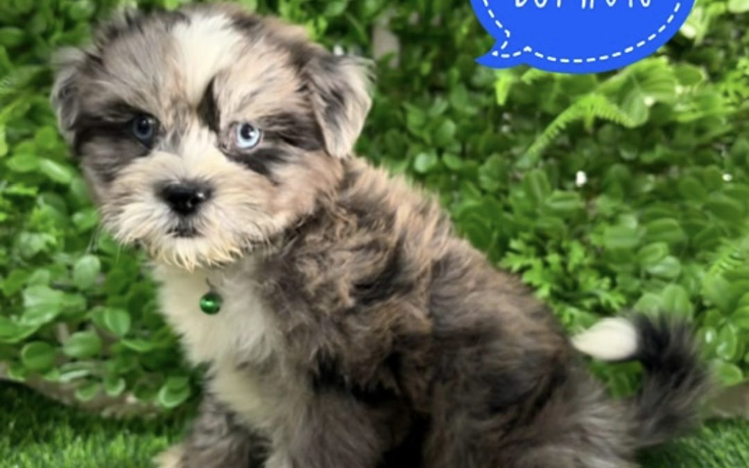 Maltese/Shih Tzu X Cavalier/Shih Tzu – Boy.  I am in store and available to go home at 64 Burchill St, Loganholme, Brisbane