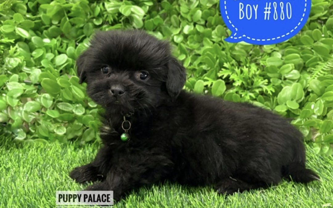 $2295 – Maltese/Shih Tzu X Cavalier/Shih Tzu – Boy.  I am in store at 64 Burchill St, Loganholme, Brisbane