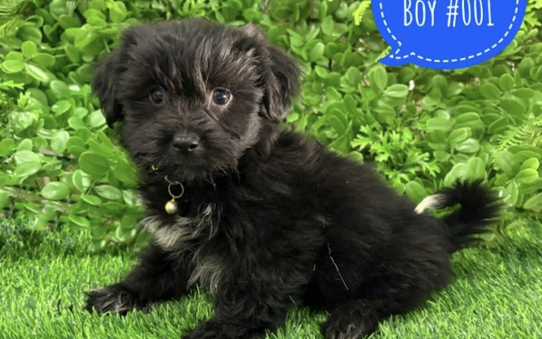 Maltese/Shih Tzu X Cavalier/Shih Tzu – Boy.  I am in store and available to go home at 64 Burchill St, Loganholme, Brisbane