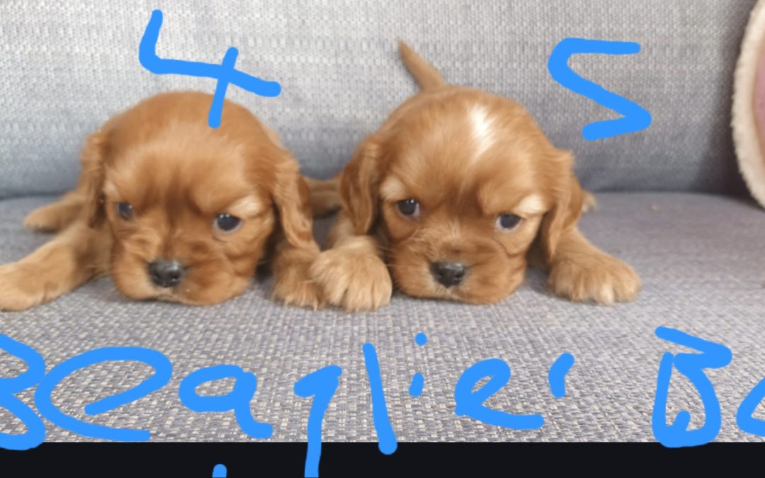 Beaglier (Beagle X Cavalier) – 3rd Generation- Boys. We are arriving into store & available to go home 12 th March.