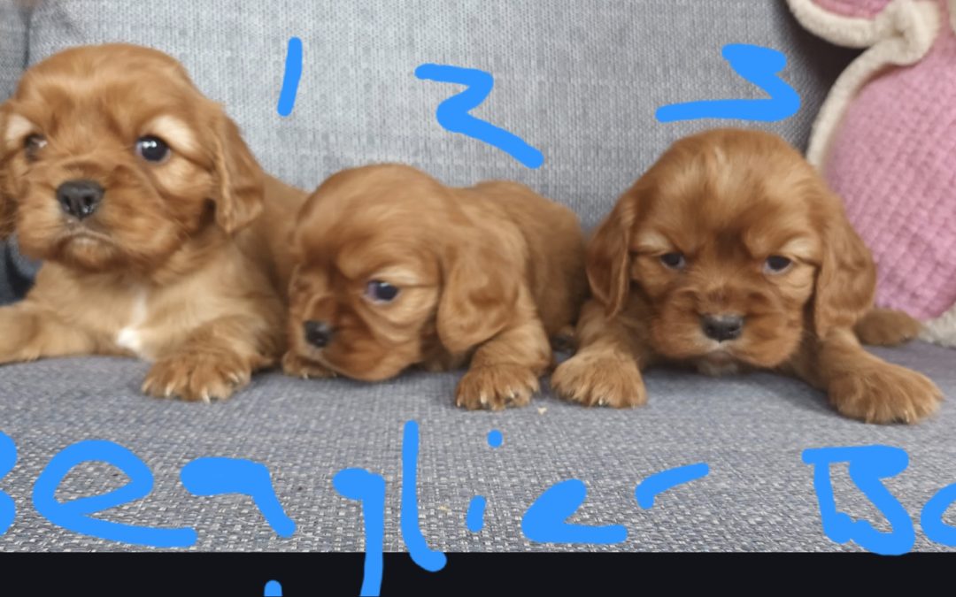 Beaglier (Beagle x Cavalier) – 3rd Generation.  Girl.  Arriving Into store & available to go home 12 th March.