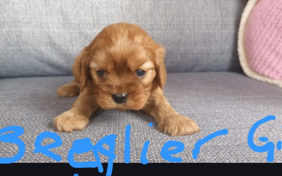 Beaglier (Beagle X Cavalier) – Girl. 3rd Generation.  I will be in store & available to go home 12 th March.