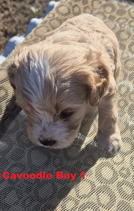 Cavoodle / Cavapoo (Cavalier X Poodle) – Boy.  (LITTER 2)  I am arriving Into store & available to go home 2nd April.