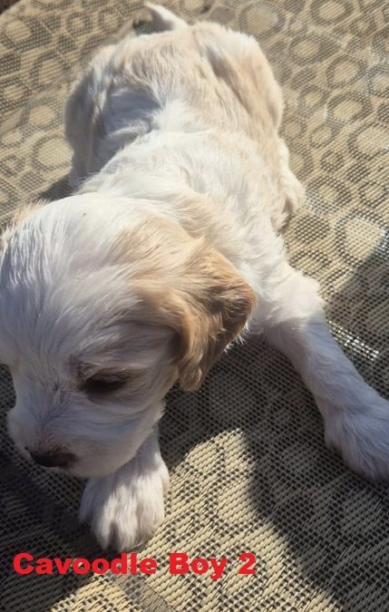 Cavoodle / Cavapoo (Cavalier X Poodle) – Boy.  (LITTER 2). I am arriving Into store & available to go home 2nd April.