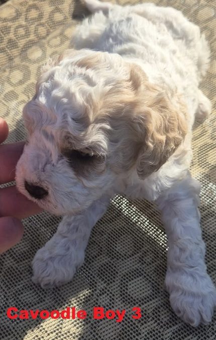 Cavoodle / Cavapoo (Cavalier X Poodle) – Boy.  (LITTER 2). I am arriving Into store & available to go home 2nd April.