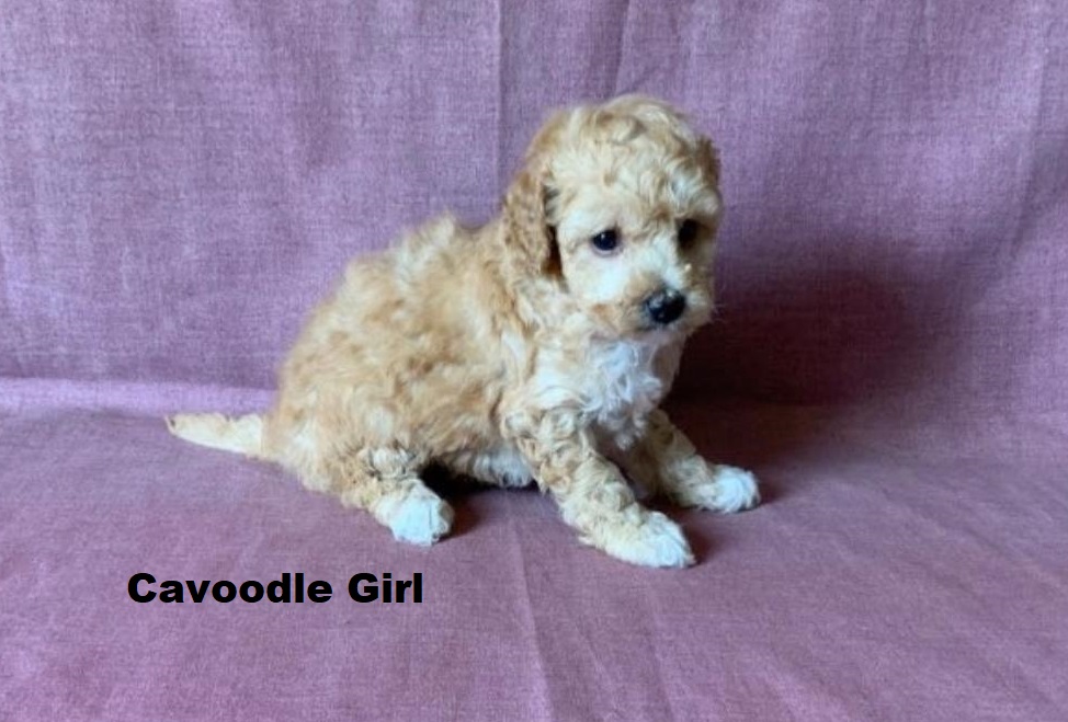 Cavoodle/Cavapoo – Girl. (Litter 1). I am arriving Into store & available to go home 2nd April.