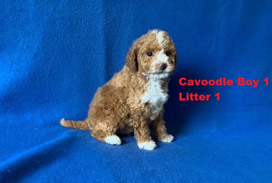 Cavoodle/Cavapoo – Boy. (Litter 1). I am arriving Into store & available to go home 2nd April.