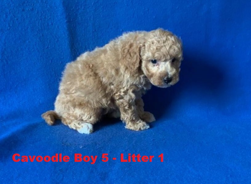 Cavoodle/Cavapoo  – Boy. (Litter 1) I am arriving Into store & available to go home 2nd April.