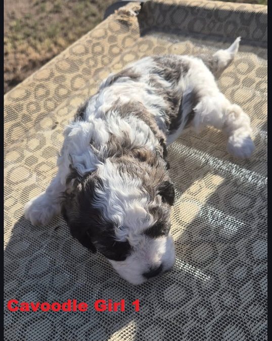 Cavoodle / Cavapoo (Cavalier X Poodle) – Girl. (LITTER 2) I am arriving Into store & available to go home 2nd April.