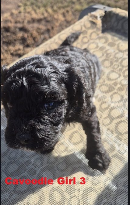 Cavoodle / Cavapoo (Cavalier X Poodle) – Girl.  (LITTER 2). I am arriving Into store & available to go home 2nd April.