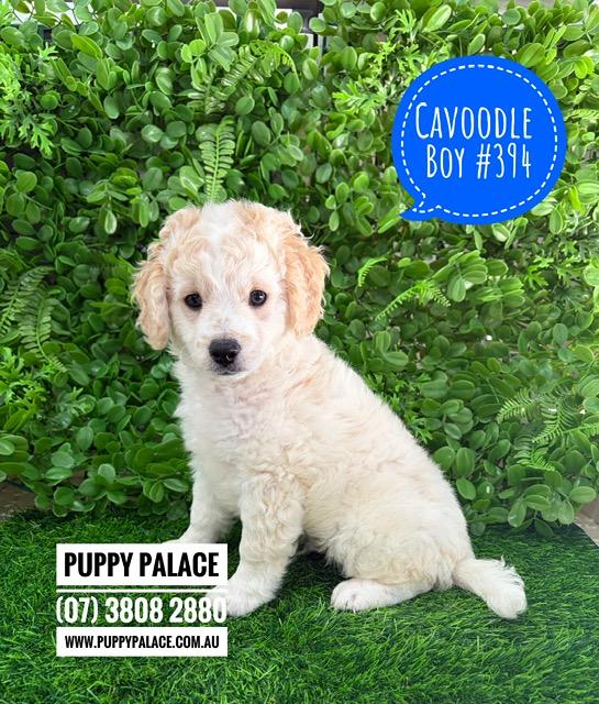 $2295 – Cavoodle/Cavapoo (Cavalier x Toy Poodle – 2nd Generation). I am in in store now at Puppy Palace Pet Shop, Loganholme