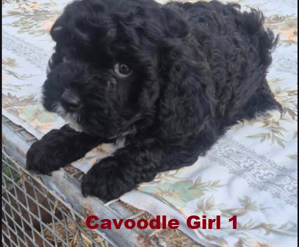 Cavoodle / Cavapoo (Cavalier X Poodle) – Girl. (LITTER 2) I am arriving Into store & available to go home 2nd April.