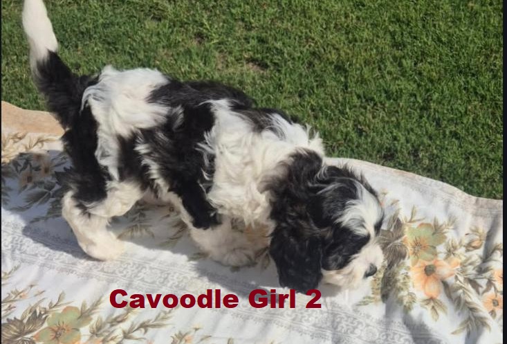 Cavoodle / Cavapoo (Cavalier X Poodle) – Girl.  (LITTER 2). I am arriving Into store & available to go home 2nd April.