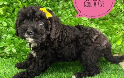 $2495 – Cavoodle/Cavapoo – Girl.  Litter 2.  I am in store now at Puppy Palace Pet Shop, Loganholme