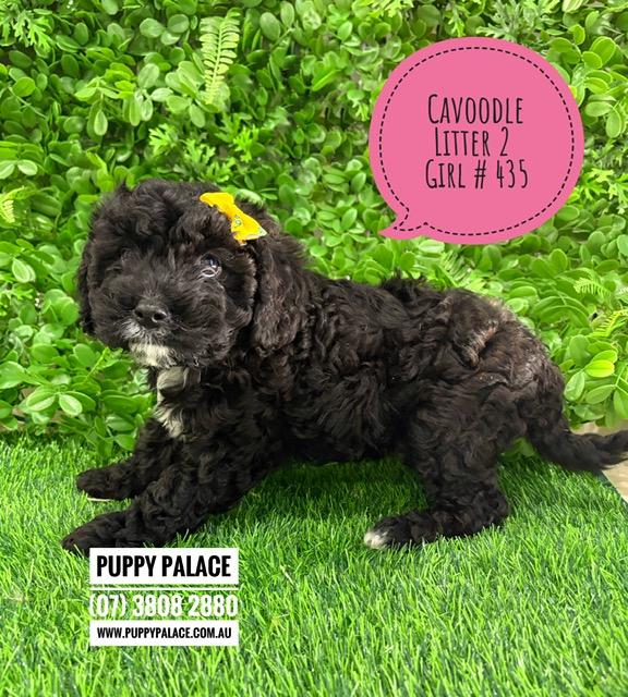 $2695 – Cavoodle/Cavapoo – Girl.  Litter 2.  I am in store now at Puppy Palace Pet Shop, Loganholme