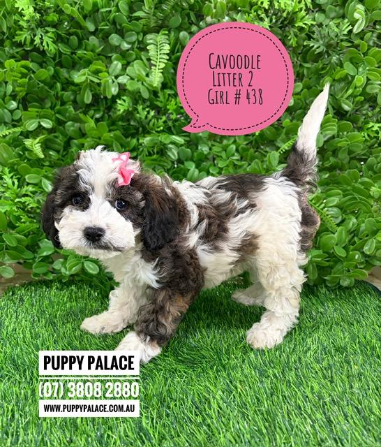 $2695 – Cavoodle/Cavapoo – Girl.  Litter 2.  I am in store now at Puppy Palace Pet Shop, Loganholme