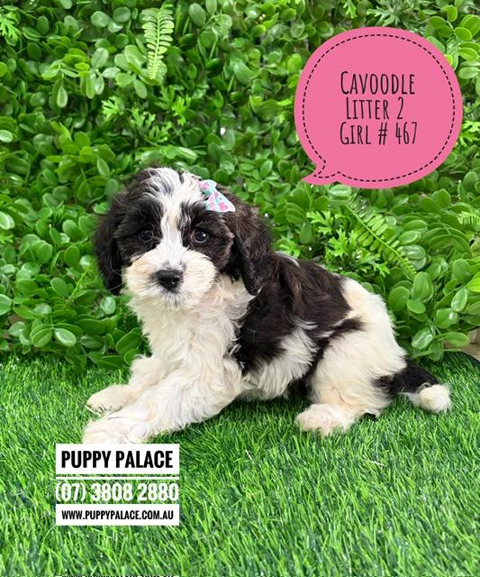 $2695 – Cavoodle/Cavapoo – Girl.  Litter 2.  I am in store now at Puppy Palace Pet Shop, Loganholme