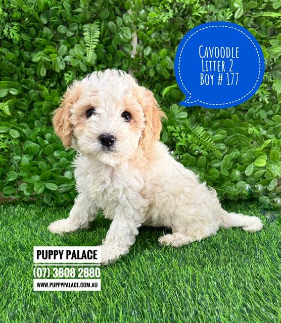 $2695 – Cavoodle/Cavapoo – Boy.  Litter 2.  I am in store now at Puppy Palace Pet Shop, Loganholme