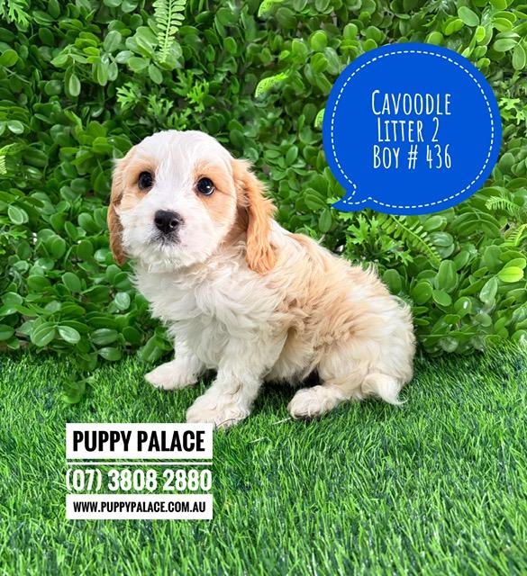 $2695 – Cavoodle/Cavapoo – Boy.  Litter 2.  I am in store now at Puppy Palace Pet Shop, Loganholme