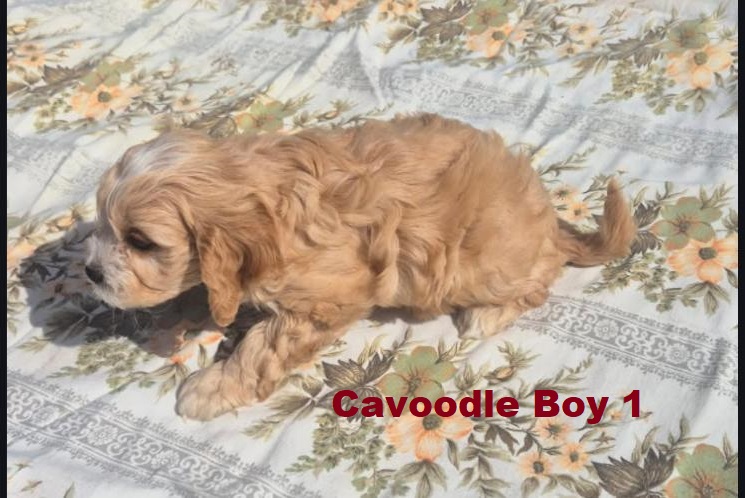 Cavoodle / Cavapoo (Cavalier X Poodle) – Boy.  (LITTER 2)  I am arriving Into store & available to go home 2nd April.