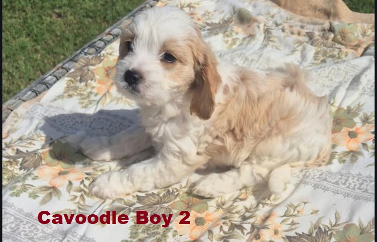 Cavoodle / Cavapoo (Cavalier X Poodle) – Boy.  (LITTER 2). I am arriving Into store & available to go home 2nd April.