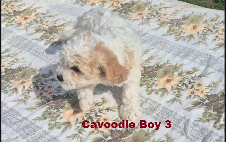 Cavoodle / Cavapoo (Cavalier X Poodle) – Boy.  (LITTER 2). I am arriving Into store & available to go home 2nd April.