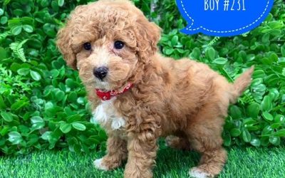 $2695 – Cavoodle/Cavapoo – Boy.  Litter 1.  I am in store now at Puppy Palace Pet Shop, Loganholme