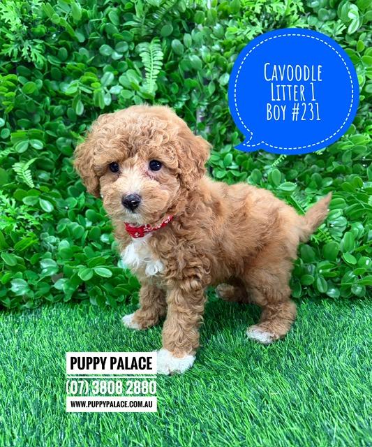 $2695 – Cavoodle/Cavapoo – Boy.  Litter 1.  I am in store now at Puppy Palace Pet Shop, Loganholme