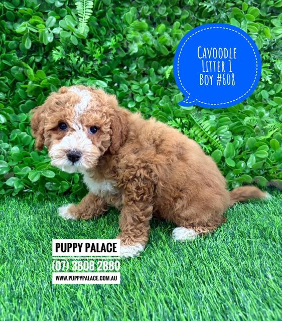 $2695 – Cavoodle/Cavapoo – Boy.  Litter 1.  I am in in store now at Puppy Palace Pet Shop, Loganholme