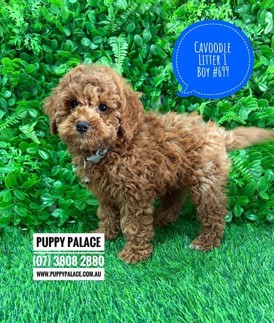 Cavoodle/Cavapoo – Boy.  Litter 1.  I am in store now at Puppy Palace Pet Shop, Loganholme