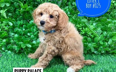 $2695 – Cavoodle/Cavapoo – Boy.  Litter 1.  I am in store now at Puppy Palace Pet Shop, Loganholme